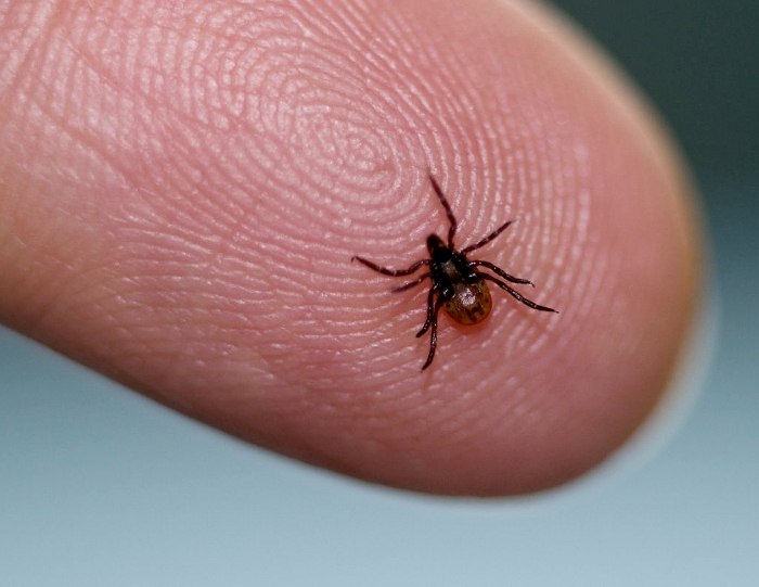 TICK 700x541