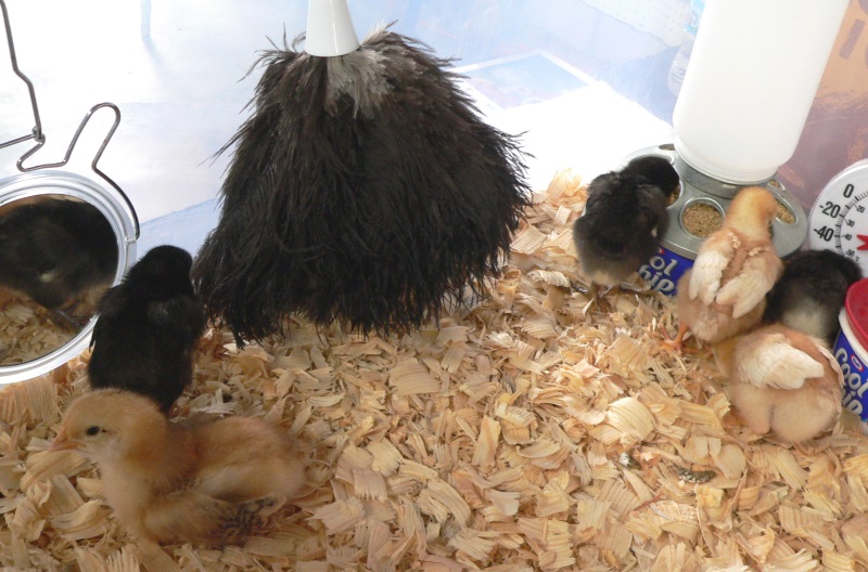 ChickskathyHuizenga