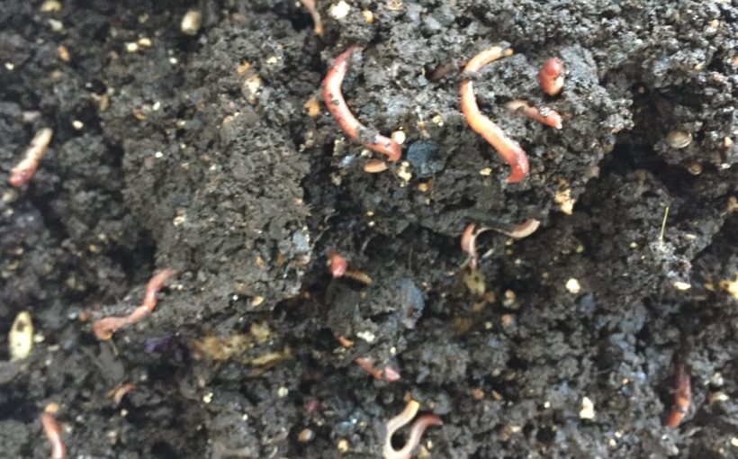 SoilMicrobes