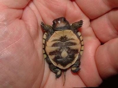 BabyTurtle