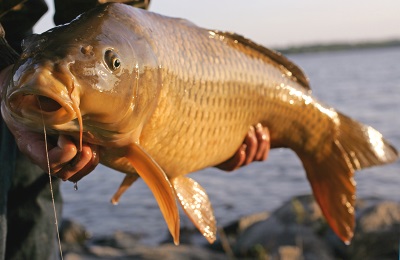 Whiteside County SWCD Fish Sale