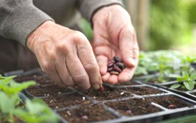 Fulton Plant Sale Cancelled