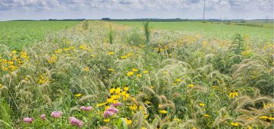 The Midwest’s Lost Landscape:  Tallgrass Prairie