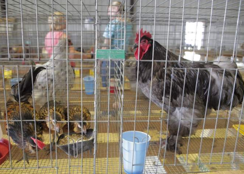 Poultry Returns to the Whiteside County Fair