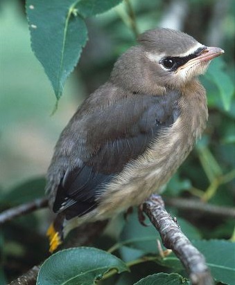 Have You Ever Seen Such a Bird?
