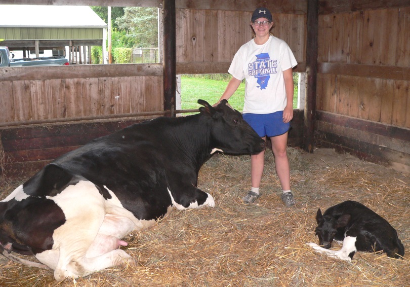 New Holstein is Born at August 15 Fair