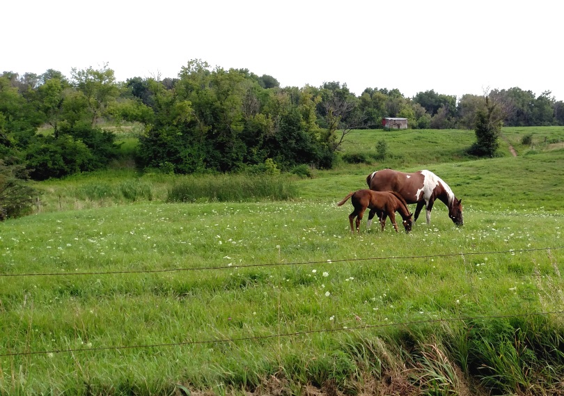 Lacey Had a Foal