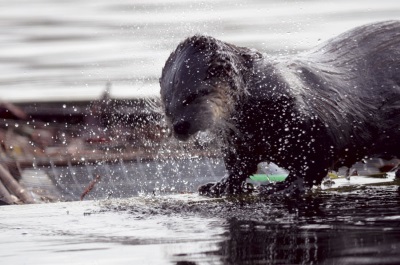 RiverOtter