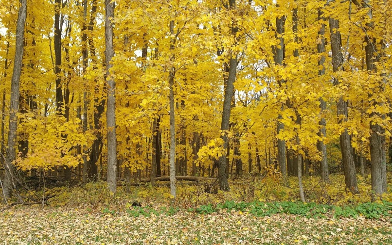 Take Time to Sit and Watch the Leaves Turn