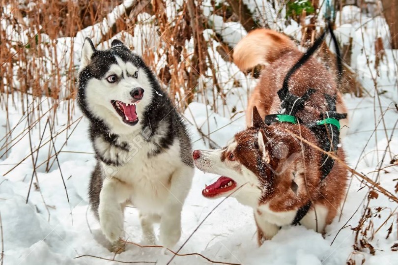 Blizzard Frolicking Huskys Return Safely