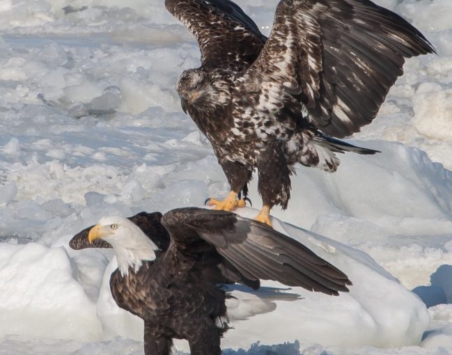 Eagles