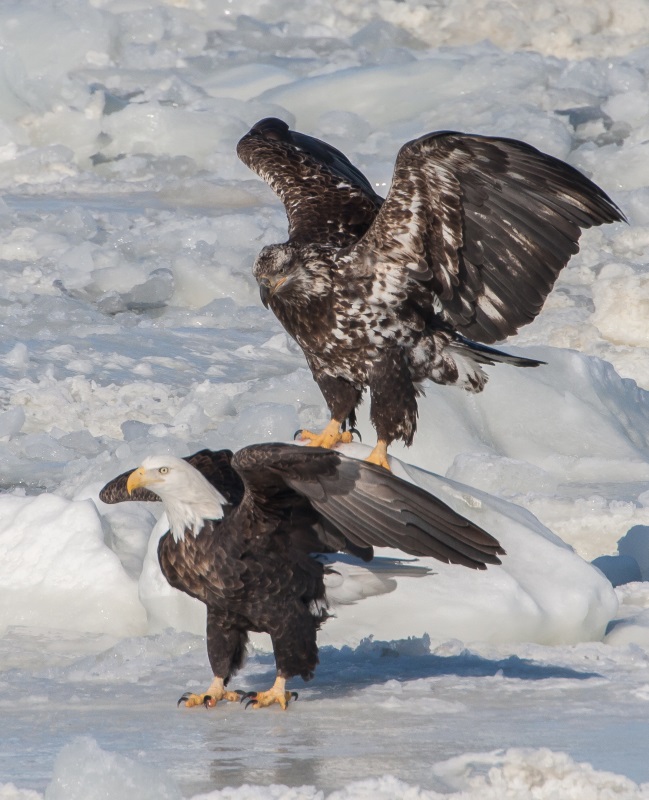 35th Annual Clinton Bald Eagle Watch
