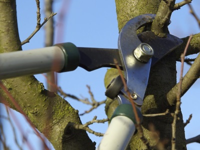 Fruit Tree Pruning Workshop January 19