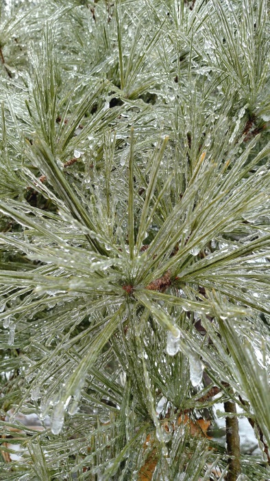 Ice Storm Brings Opportunity for Photographers