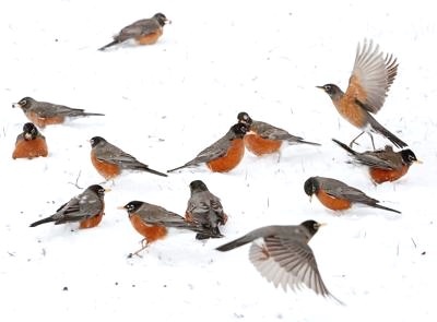 Who Arranged the Robins’ Return to Illinois?