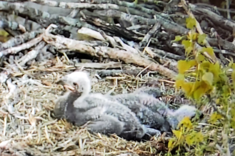 Arconic Eaglets Named Windy and Storm