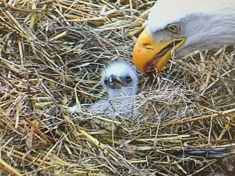 Liberty and Justice Have Two Hatchlings