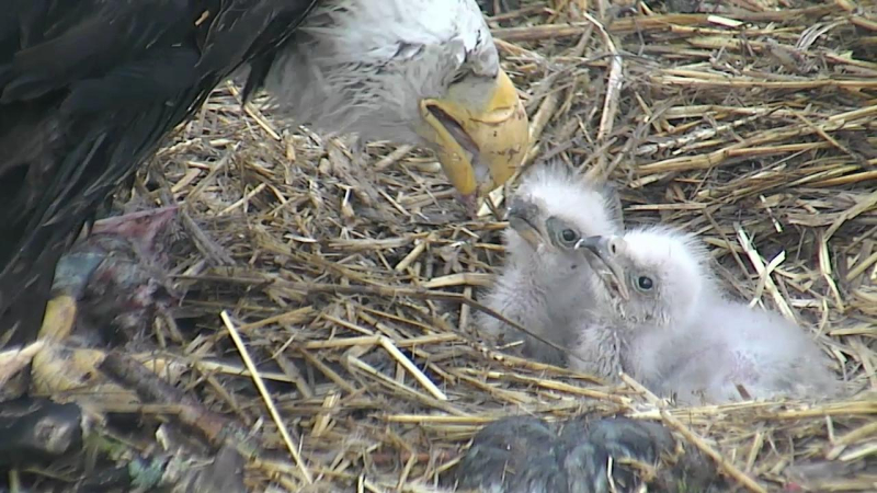 Do You Want to Name a Pair of Eaglets?