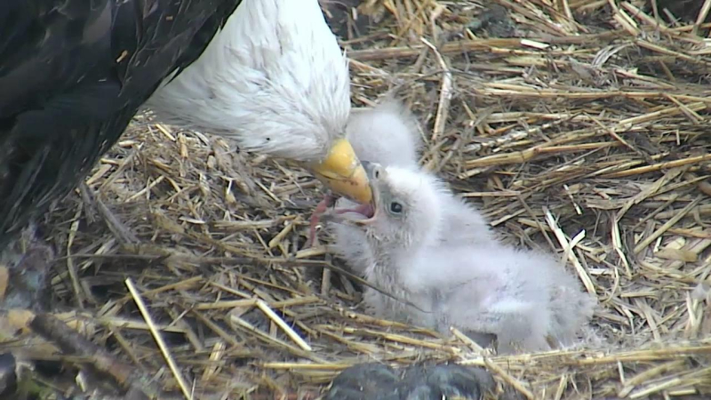 Arconic Eaglets Are Doing Well