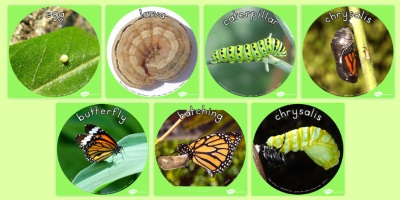 MonarchLifeCycle
