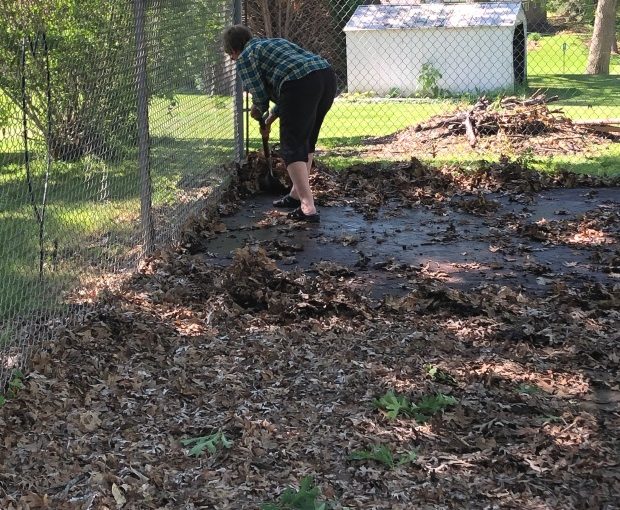 ShovelLeaves