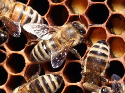 January 5 Honeybee Management Session VII