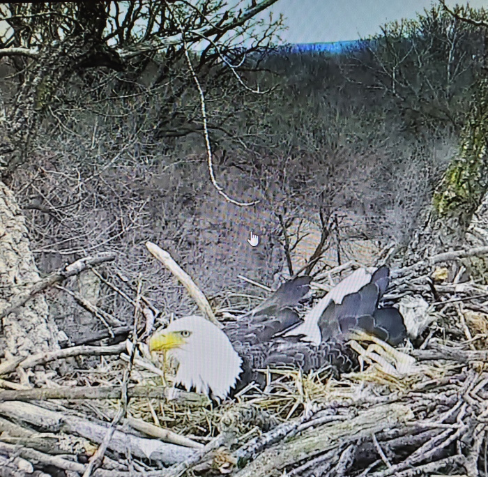 Liberty’s First of Two Eaglets Hatched