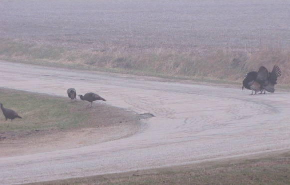 Turkey Family Out for a Walk