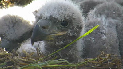 Vote to Name the Arconic Eaglets