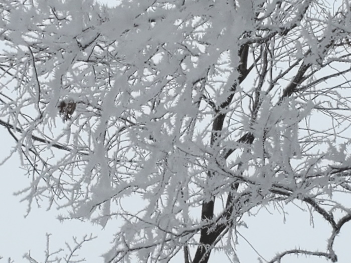 Jan4FluffyFrost