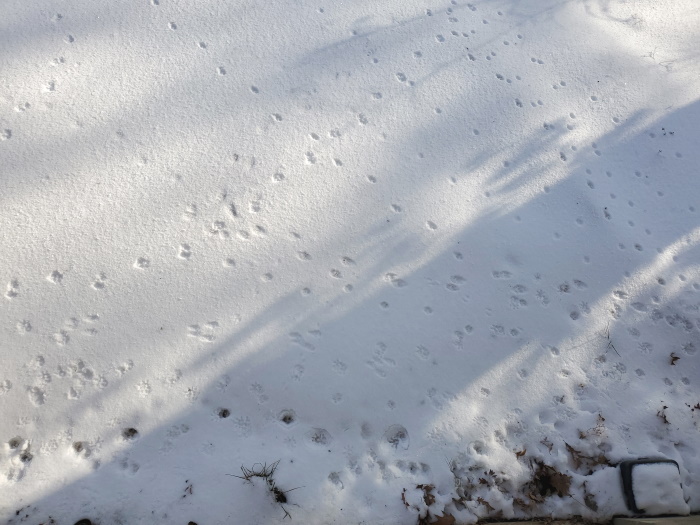 Photographers:  More Snow Scenes Coming