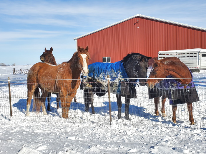 Feb16 2021VanderleestHorses